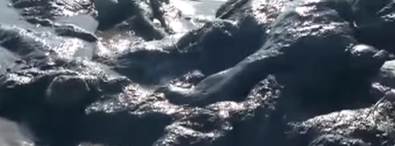 Large mysterious sea creature washes up on Mexico beach