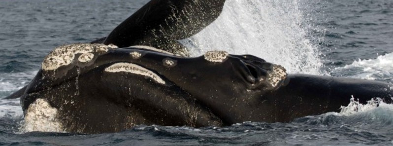 research-shows-extent-of-decline-of-new-zealand-southern-right-whales