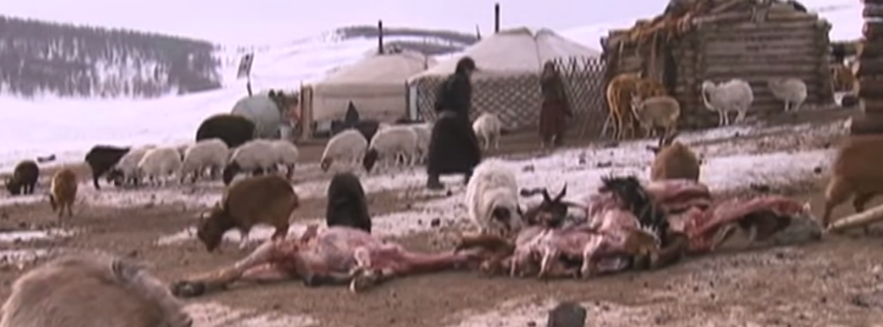 More than 800 000 animals perished by dzud conditions in Mongolia