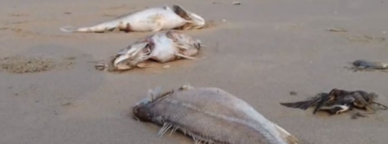 Tons of dead fish washed ashore in central Vietnam