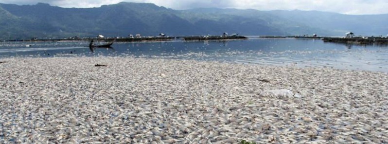 At least 100 tons of dead fish washed ashore in central Vietnam