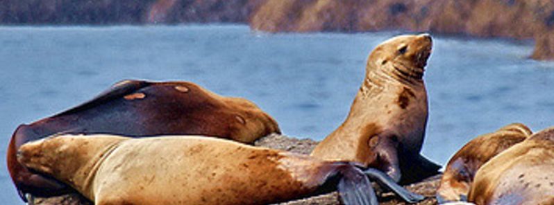 Stellar sea lions in the western Aleutian Islands threatened by extinction
