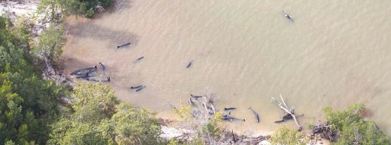 82 false killer whales dead after stranding in Florida Everglades