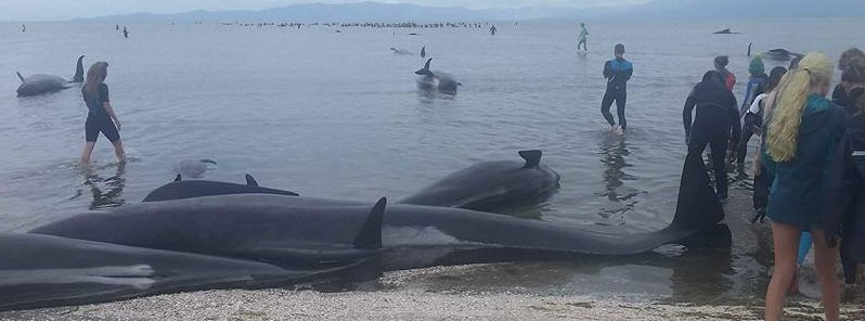 Second-largest whale stranding event in New Zealand