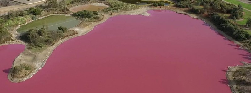 Westgate Park lake turns bright pink, Australia