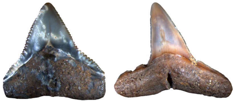 unknown-extinction-marine-megafauna-discovered