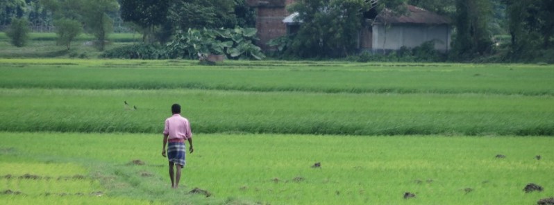 Heavy rain, floods ravage Bangladesh rice planting area