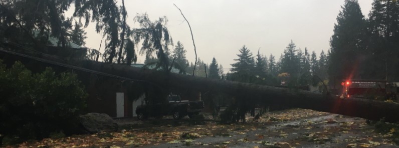 Deadly windstorm hits Washington and B.C., knocks out power to 180 000