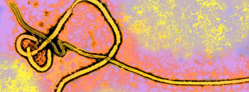 Ebola outbreak declared in Democratic Republic of Congo, 17 deaths confirmed