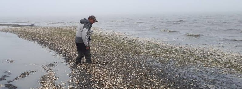 93 tons of dead fish wash up on Sakhalin Island, Russia