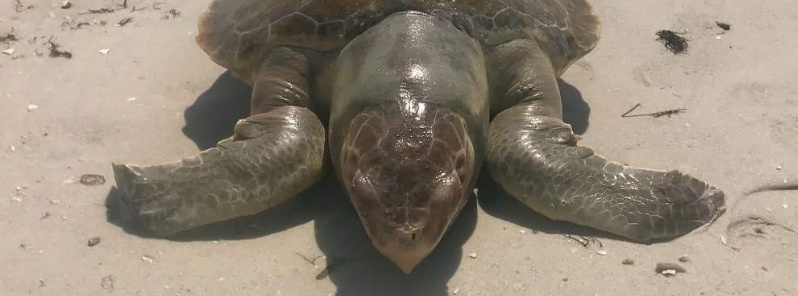 Worst red tide since 2006 leaves ‘unprecedented’ number of dead sea turtles, Florida