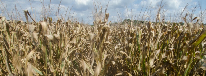 severe-drought-blamed-for-sharp-decline-in-economy-exports-of-soy-and-corn-argentina