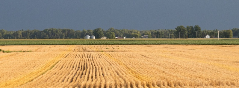 Worst grain harvest in 35 years due to unseasonable weather, Denmark