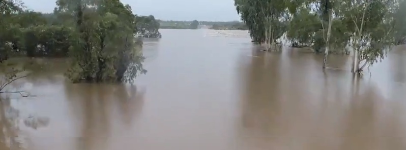 300 000 cattle died in Queensland’s historic floods caused by a year’s worth of rain in 10 days, Australia