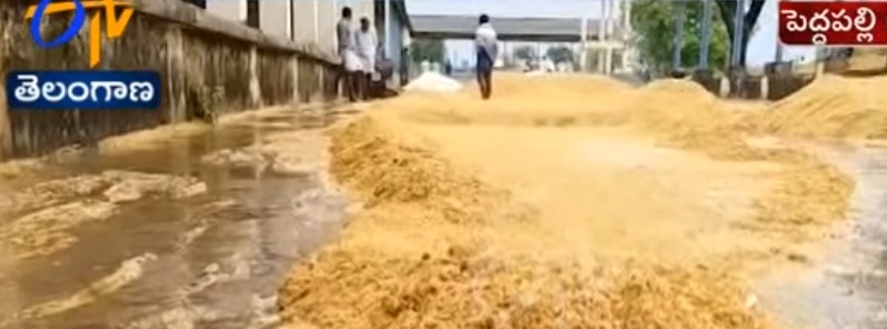 Massive crop loss as heavy unseasonable rain and hailstorms hits Telangana, India