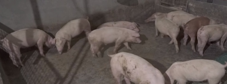African swine fever outbreak in China altering global crop and livestock patterns