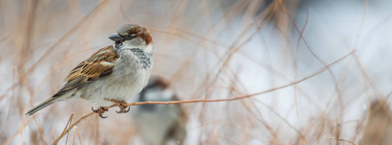 north-america-has-lost-around-3-billion-birds-since-1970-study-finds