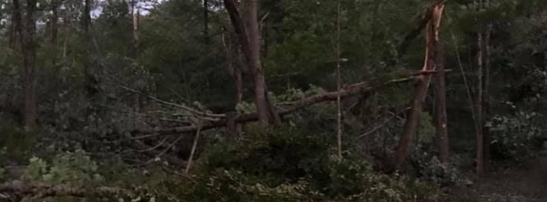 quebec-tornado-maple-trees-september-2019