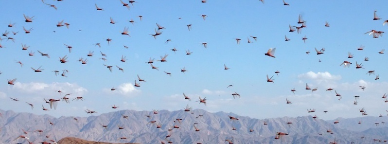 Extreme desert locust outbreak threatens food security across East Africa