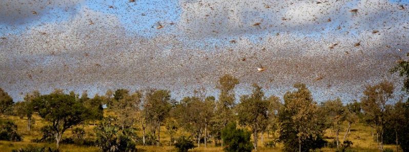 Kenya suffers worst locust invasion in 70 years, FAO warns infestation may worsen
