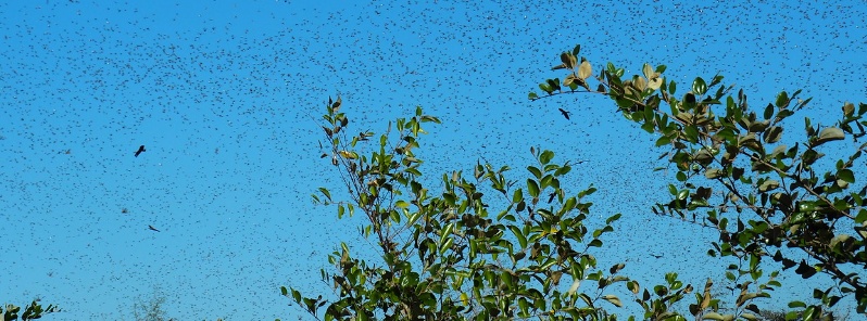 Worst locust plague in 60 years, roughly 360 000 ha (890 000 acres) of crops damaged in Rajasthan