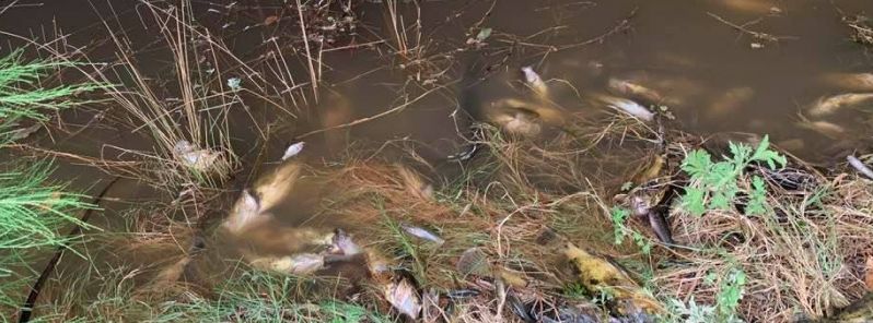Mass fish kill after ash and sludge from bushfires wash out into Macleay River, Australia