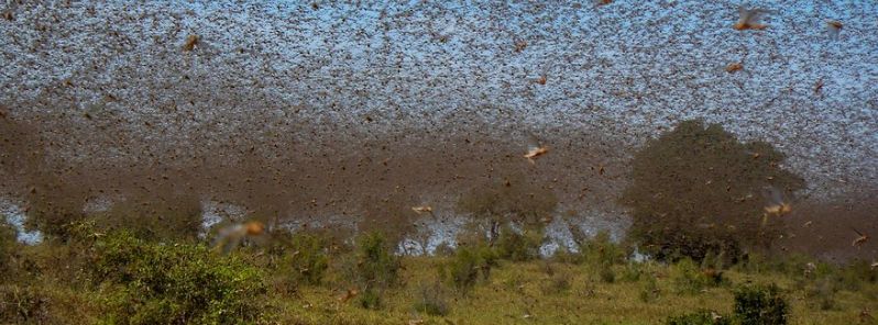 locust-outbreak-approaches-full-blown-crisis-in-east-africa