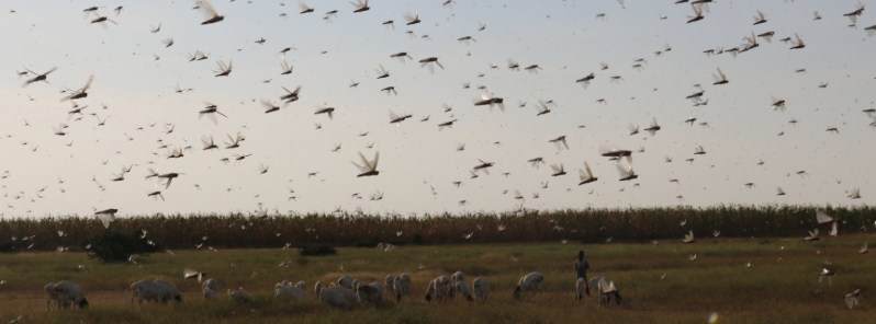 Massive swarms of locusts invade Saudi Arabia