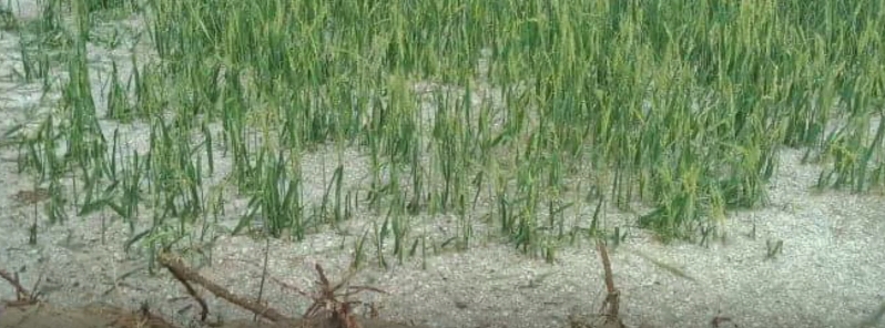 Unseasonal rain and hailstorms ravage more than 32 000 ha (79 000 acres) of crops, Bihar
