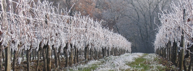 Severe frost damage to orchards across northern Italy
