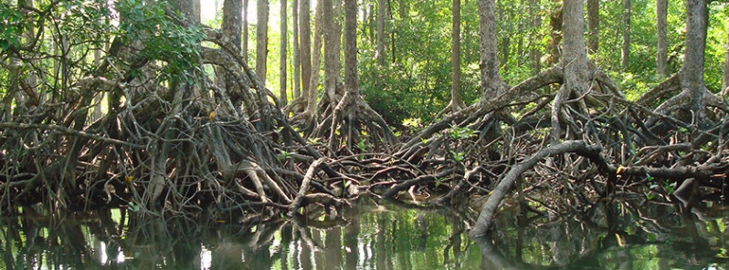 More than 60 percent of mangroves deforested over the past 20 years, Myanmar