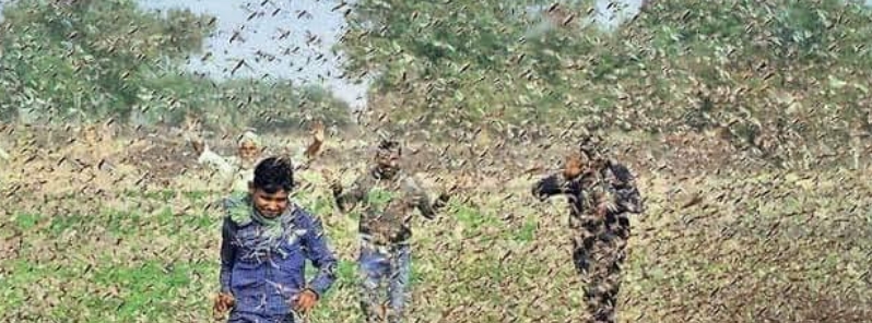 india-under-worst-locust-attack-in-nearly-30-years