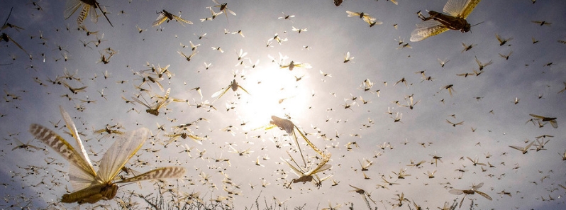 Second and unprecedented wave of locust invasion expected to hit Pakistan