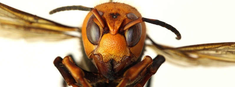 Asian giant hornet — Murder hornet — found in the U.S. for the first time