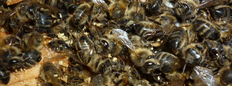 Natural disaster declared after deaths of more than 50 million bees, Croatia