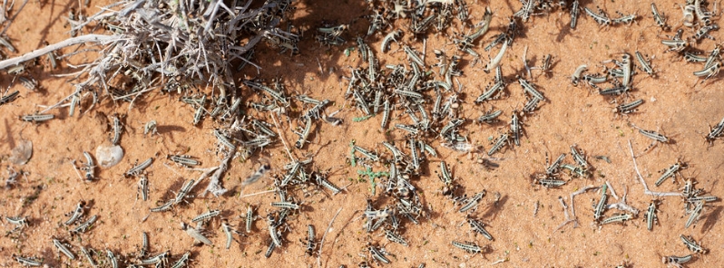 locust-swarms-spreading-to-summer-breeding-areas-of-southwest-asia-and-likely-west-africa
