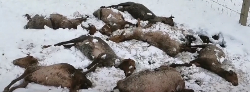 Summer snowstorm kills nearly 500 livestock animals, strands 400 tourists in Xinjiang, China