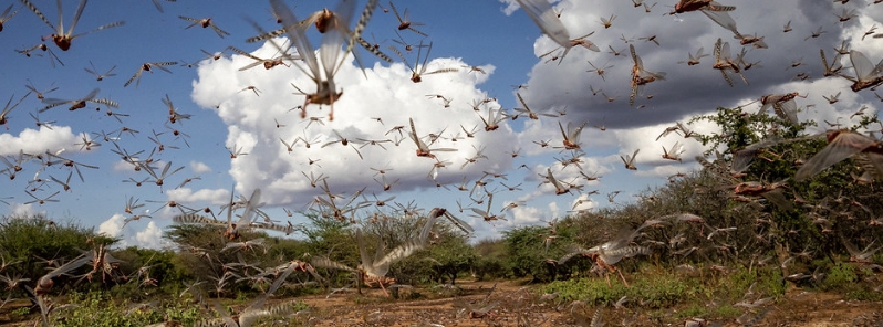 Locust plague spreads to Europe as Sardinia sees worst attack in 70 years, Italy