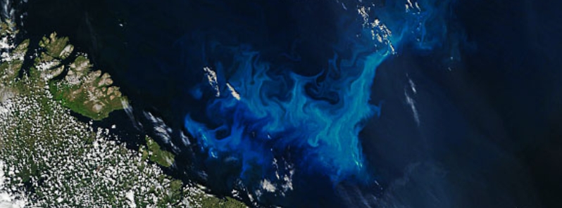 Phytoplankton blooms on the rise across Arctic Ocean