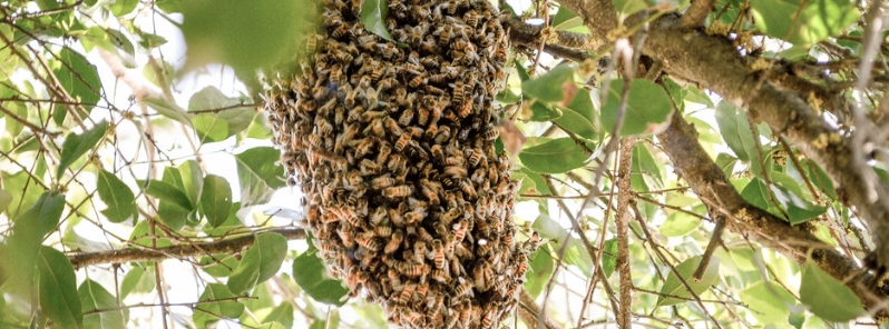 bee-population-decline-threatens-major-crop-yields-in-u-s-and-global-food-security