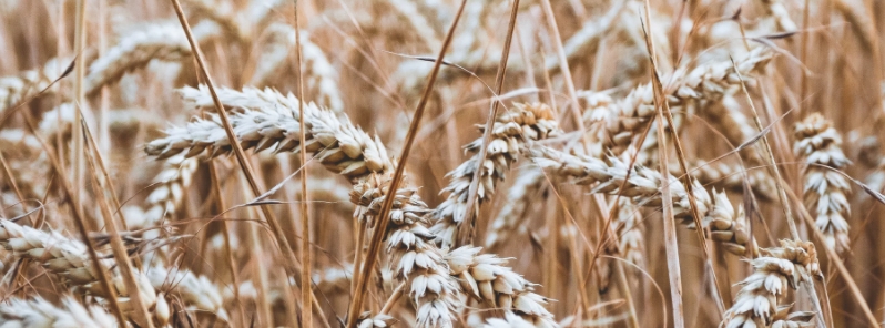 uk-bread-price-worst-wheat-harvest-40-years