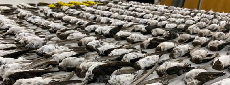 Massive bird die-off in Western U.S. linked to cold blast