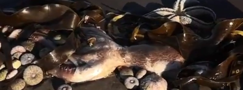 Mysterious pollution causing mass deaths of marine animals in Russia’s Kamchatka