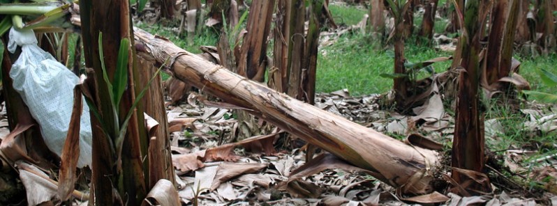 More than half of Honduras’ banana production destroyed by Tropical Storm “Eta”