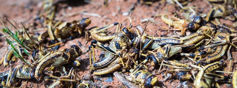 Ethiopia battles worst locust plague in 25 years