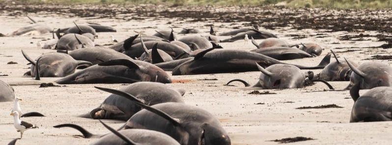 more-than-120-whales-perish-in-mass-stranding-on-chatham-islands-new-zealand