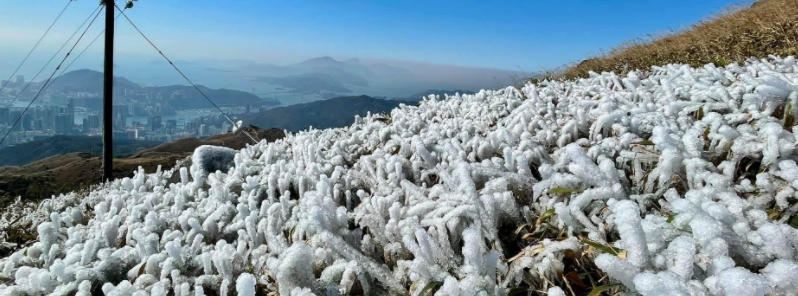 hong-kong-records-its-coldest-temperature-since-1988-large-scale-crop-damage-reported