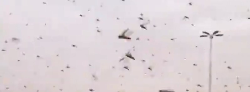 Somalia declares state of emergency over new locust invasion, infestation persists in Saudi Arabia