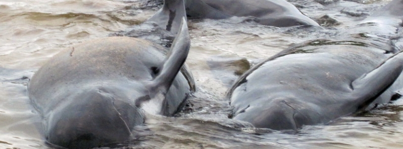Mysterious dolphin and whale strandings reach record high in Ireland