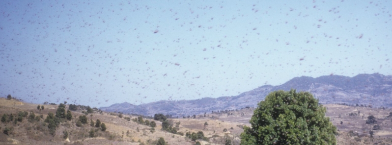 locust-plague-persists-in-ethiopia-threatening-crops-and-livelihood